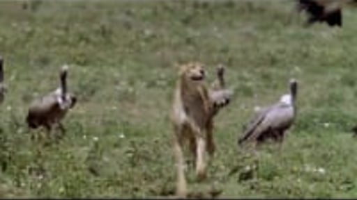 Surviving The Serengeti trailer