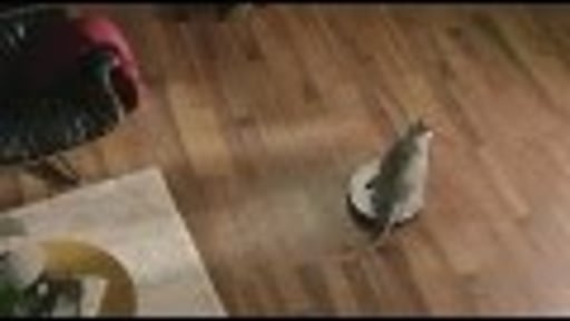 Hill's USA : Creative Ways Overweight Pets Get Around the House