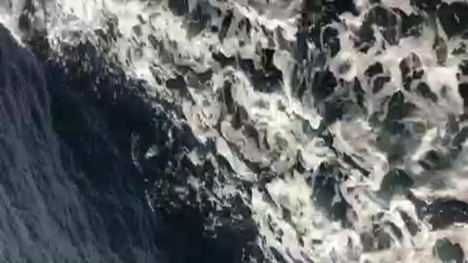dolphins near the Rainbow Warrior