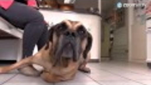 Honden knetterstoned door poep van junkies