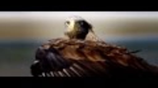 Holland, Natuur in de Delta Trailer (vanaf 24 september in de bioscoop)