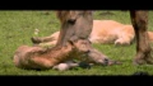 De Nieuwe Wildernis - Trailer - 26 september in de bioscoop