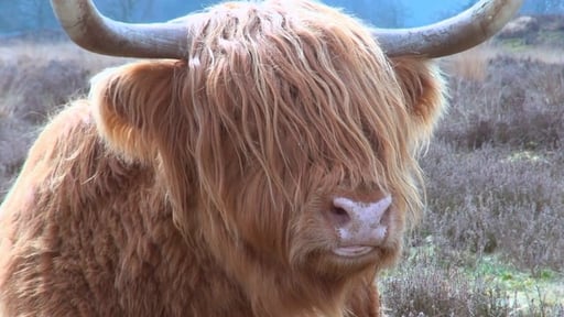 Natuurlijk Beheer, Vlees uit het Landschap