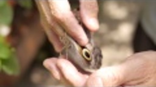 The Butterfly Farm Aruba Documentary