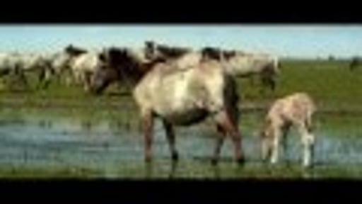 De Nieuwe Wildernis - Konikpaarden [exclusieve beelden]