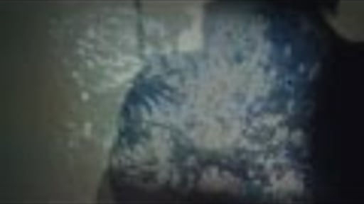 MAGNOLIA SHOALS - I Will Roam Again