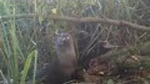 In het spoor van.... de otter in Weerribben-Wieden.