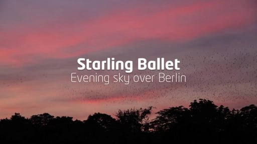 Starling Ballet