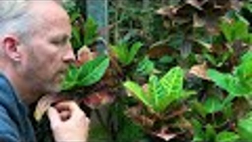 Hoor Je De Natuur Roepen | Rozan Snoek in collaboration with Cul (with english subtitles)