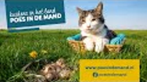 Kuikens in het land, poes in de mand