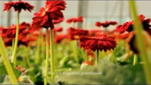 Villa Gerbera