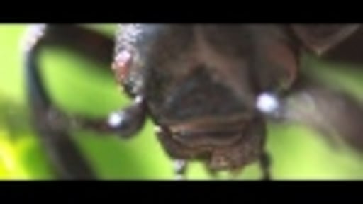 Showreel Max Palm