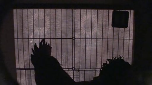 Trailer Facing Animals