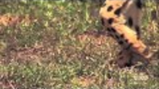 Hunting Cheetah SME Audio