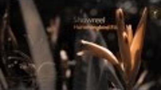 showreel Hummingbirdfilm