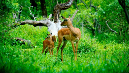 Bambi vs Wilddog, SA
