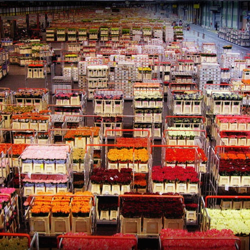 a BLOOMING BUSINESS documentaire