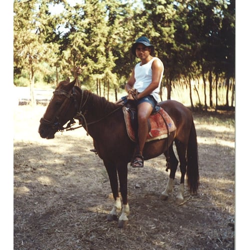 Paard