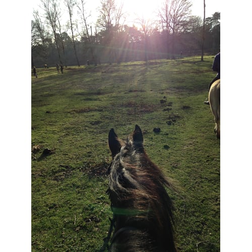 horsebackriding in the woods