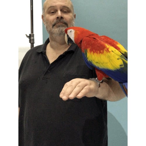 birds