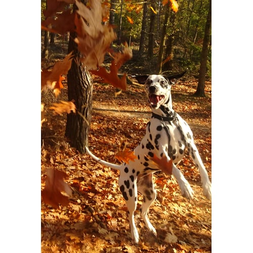 Onze hond