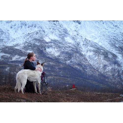 Norway Husky
