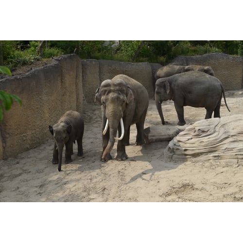 Olifanten in Wildlands Emmen