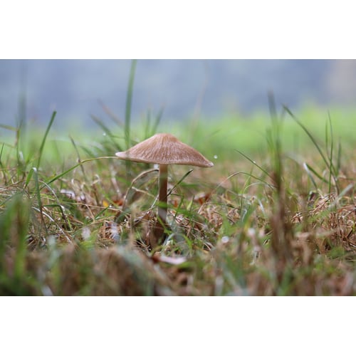 Natuur/Herfst