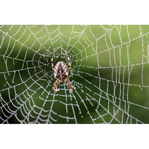 Natuur/Spin