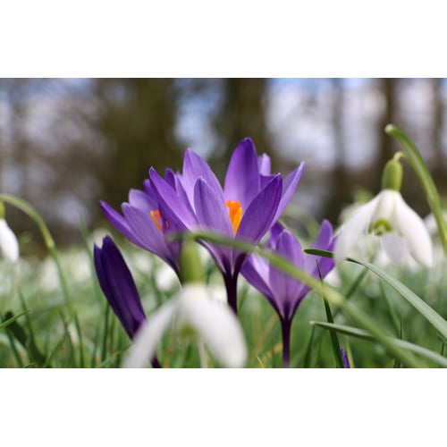 Natuur/Lente