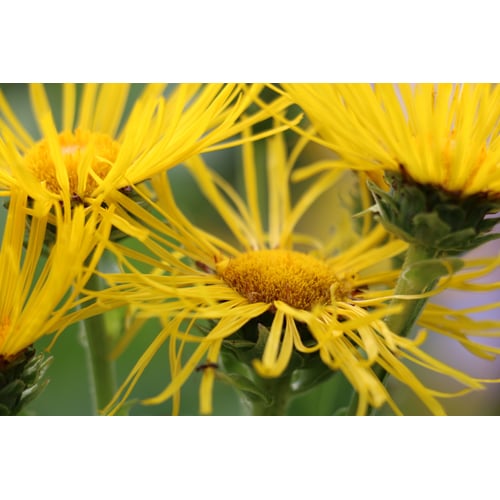 Natuur/bloemen