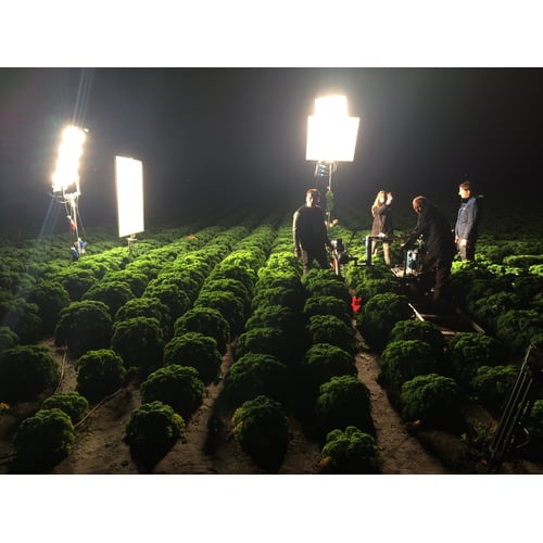 Boerenkool Commercial