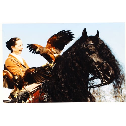Shows met roofvogels en uilen.