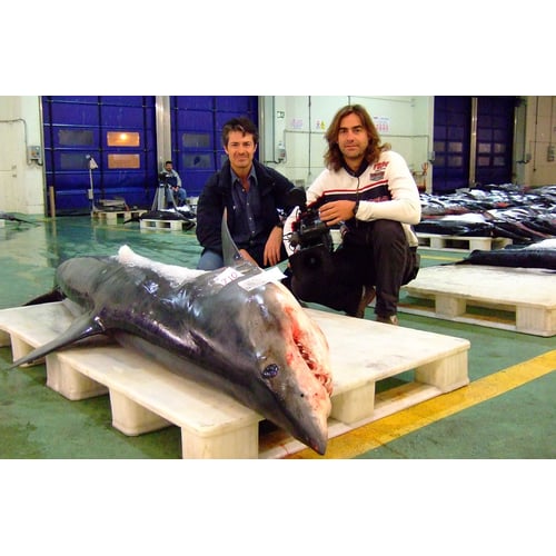 Shark overfishing for National Geographic