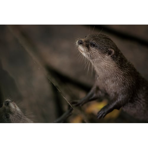 Otter