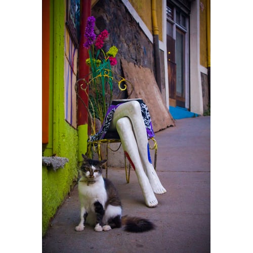 Cat with its half owner