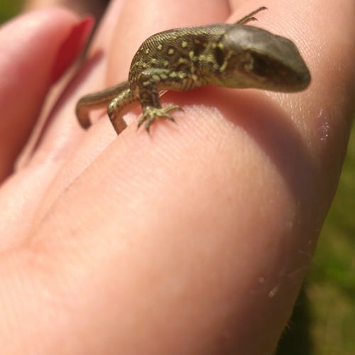Wild salamandertje
