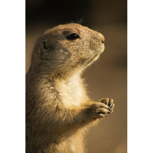 Prairiehondje