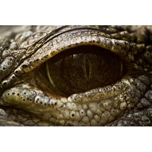 Krokodil