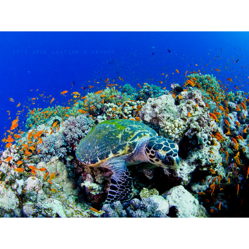 Turtle