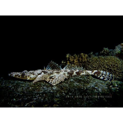 Crocodilefish