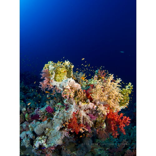 Coral