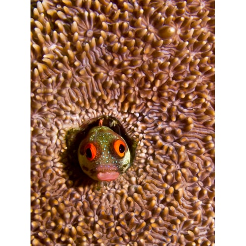 Blenny