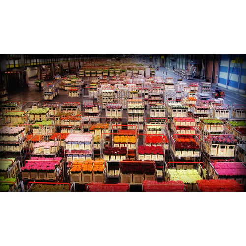 a BLOOMING BUSINESS documentaire
