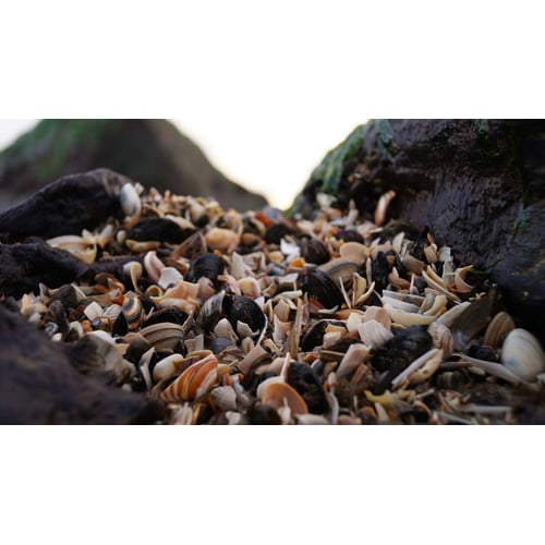 sea shell