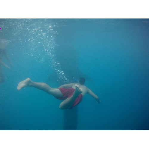 Swimming With Whale Sharks