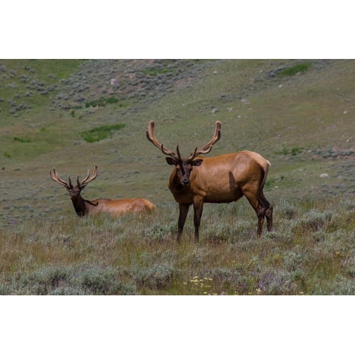 Yellowstone USA