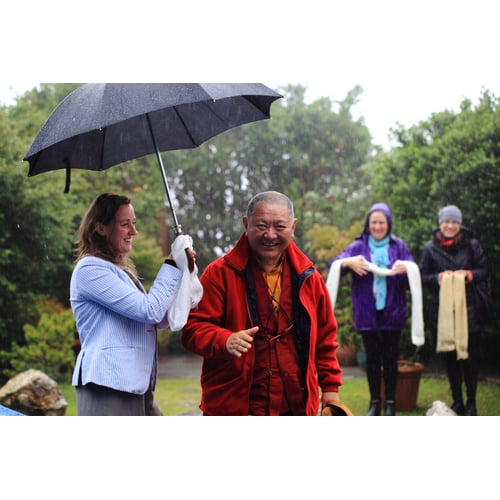 Lama in the Rain