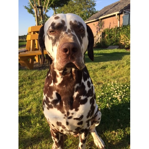 Joep/Dalmatier