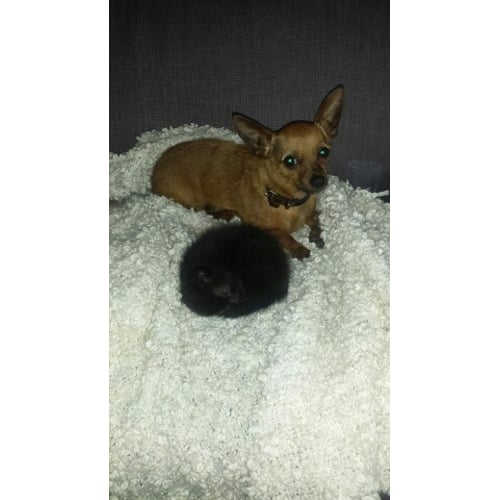 Bobje/Chihuahua
